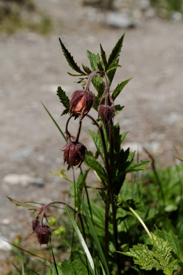 20120617_251